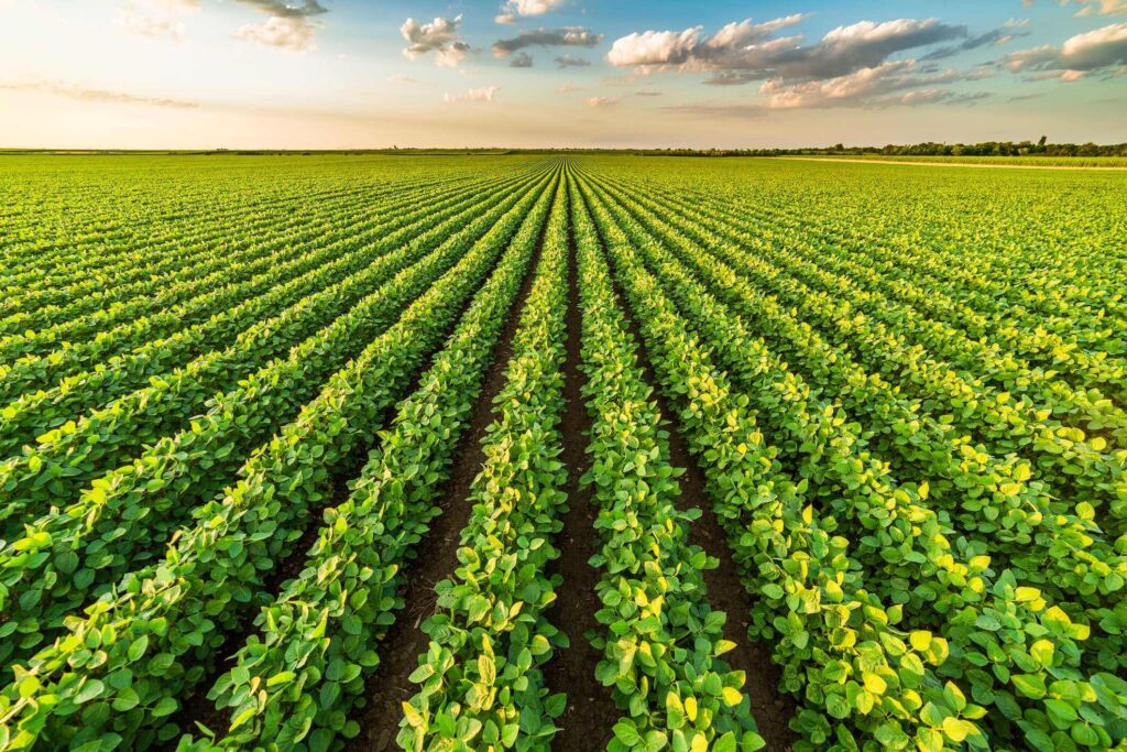 Linha completa para soja: do preparo do solo à colheita, mais rendimento e qualidade. cadena-agro