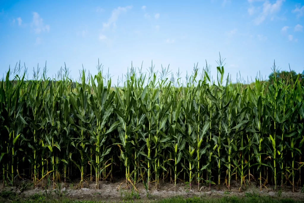plantação-de-milho-lavoura cadena-agro