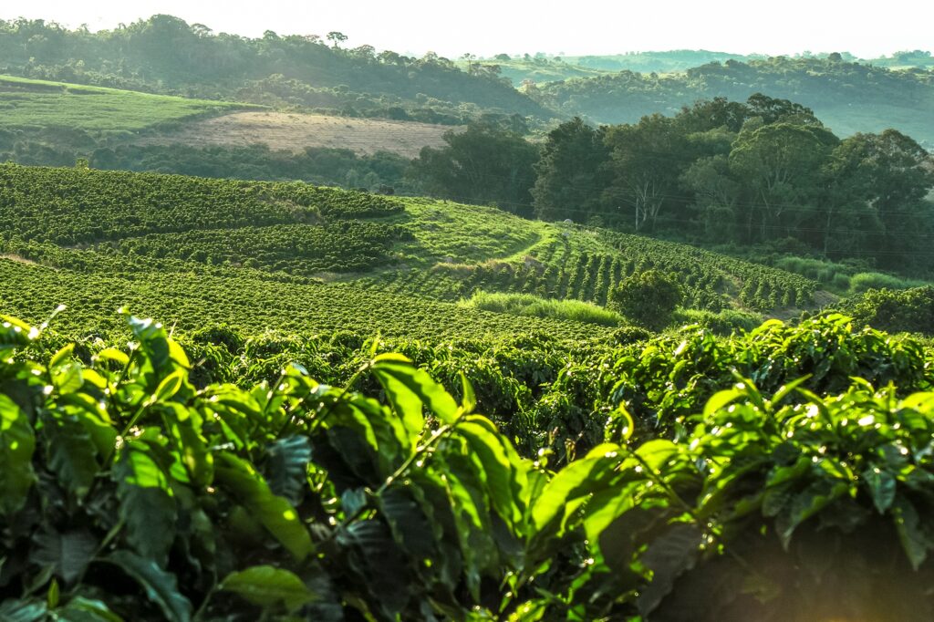 plantacao de cafe cadena-agro