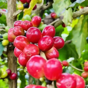 plantacao de cafe cadena-agro