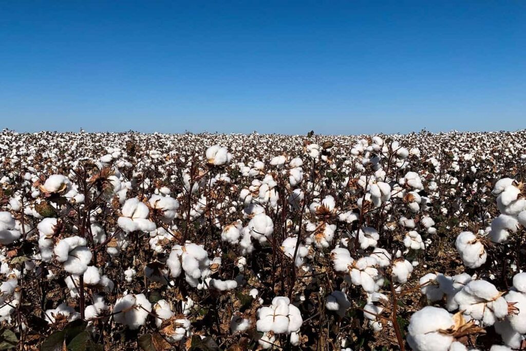 plantio de algodao cadena-agro